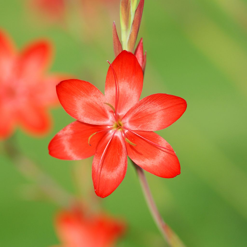 Schizostylis coccinea Major - Spaltgriffel