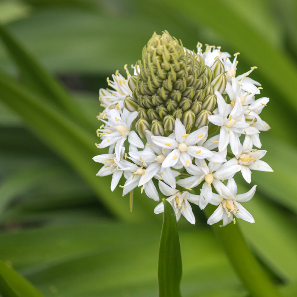 Scilla peruviana White Moon - Meerzwiebel