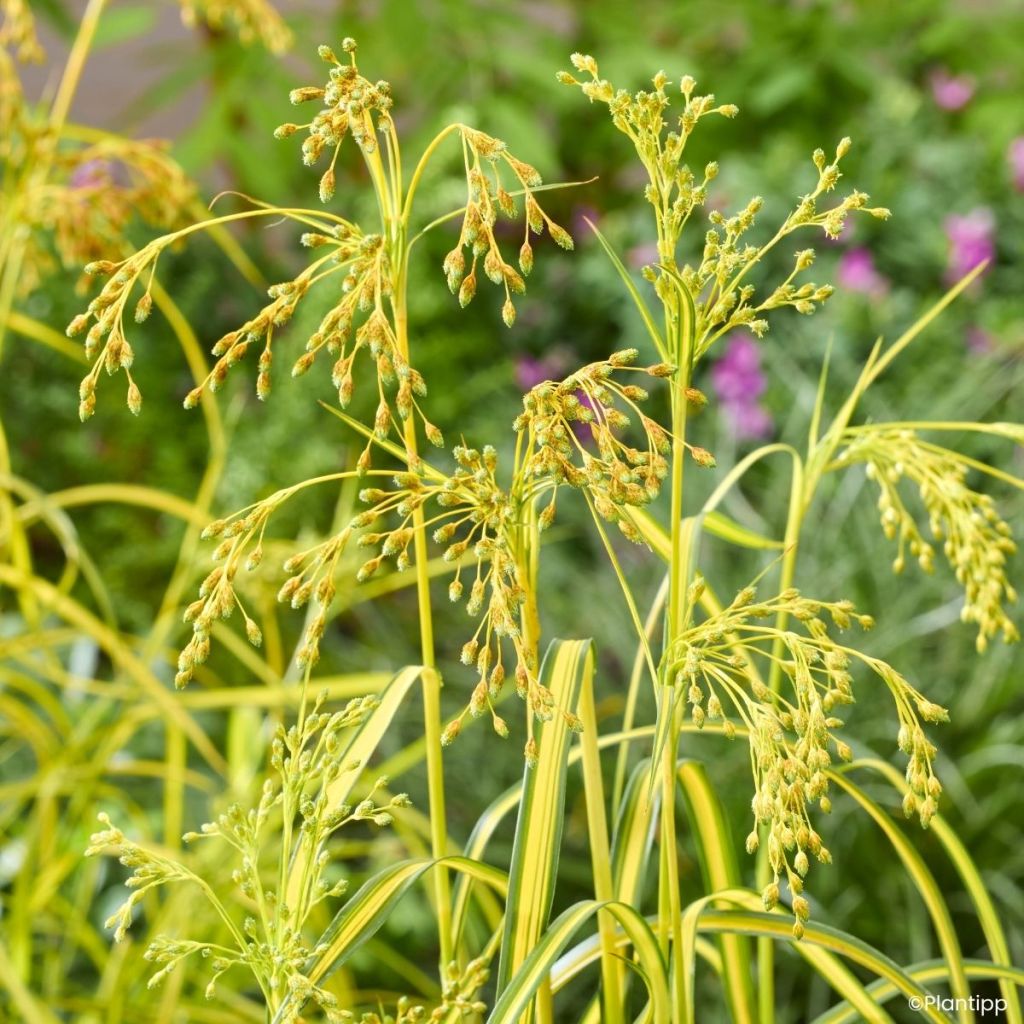 Scirpus pendulus Stars and Strips - Simse