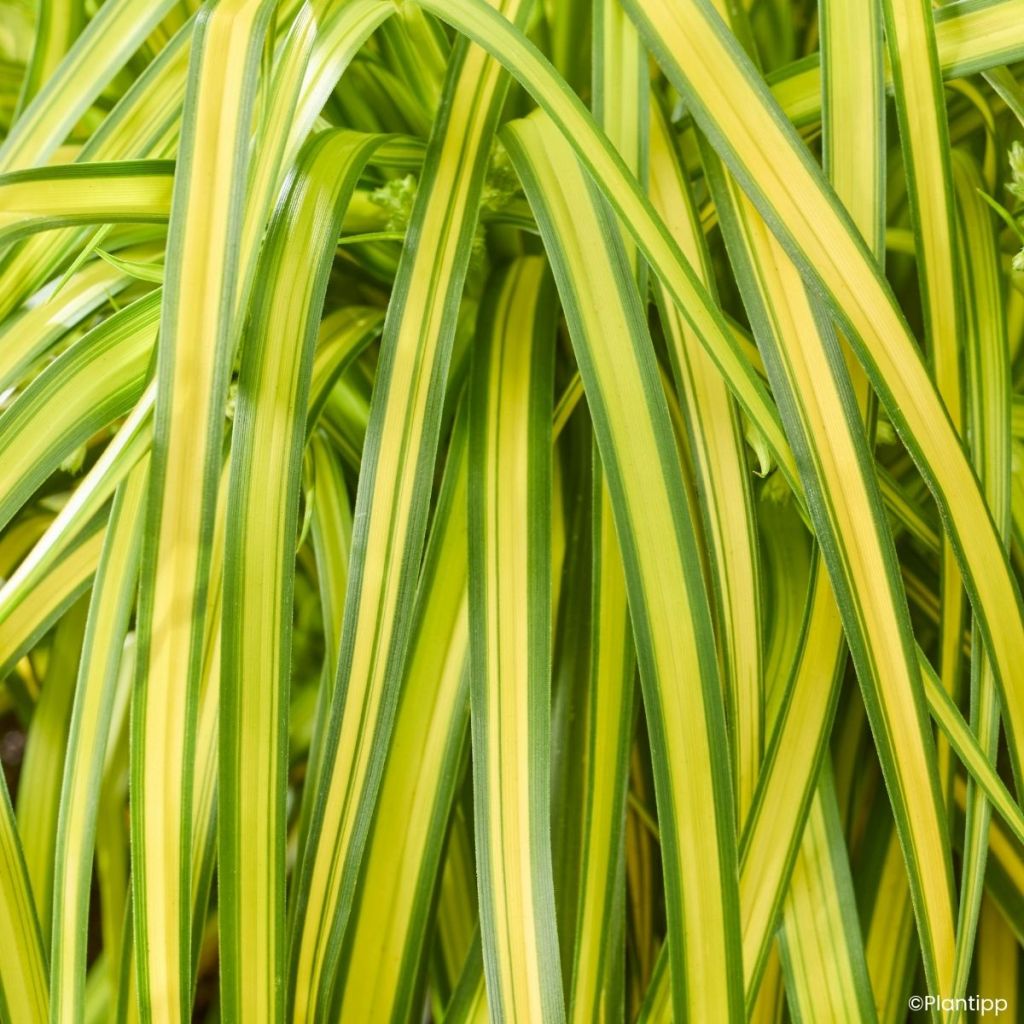 Scirpus pendulus Stars and Strips - Simse