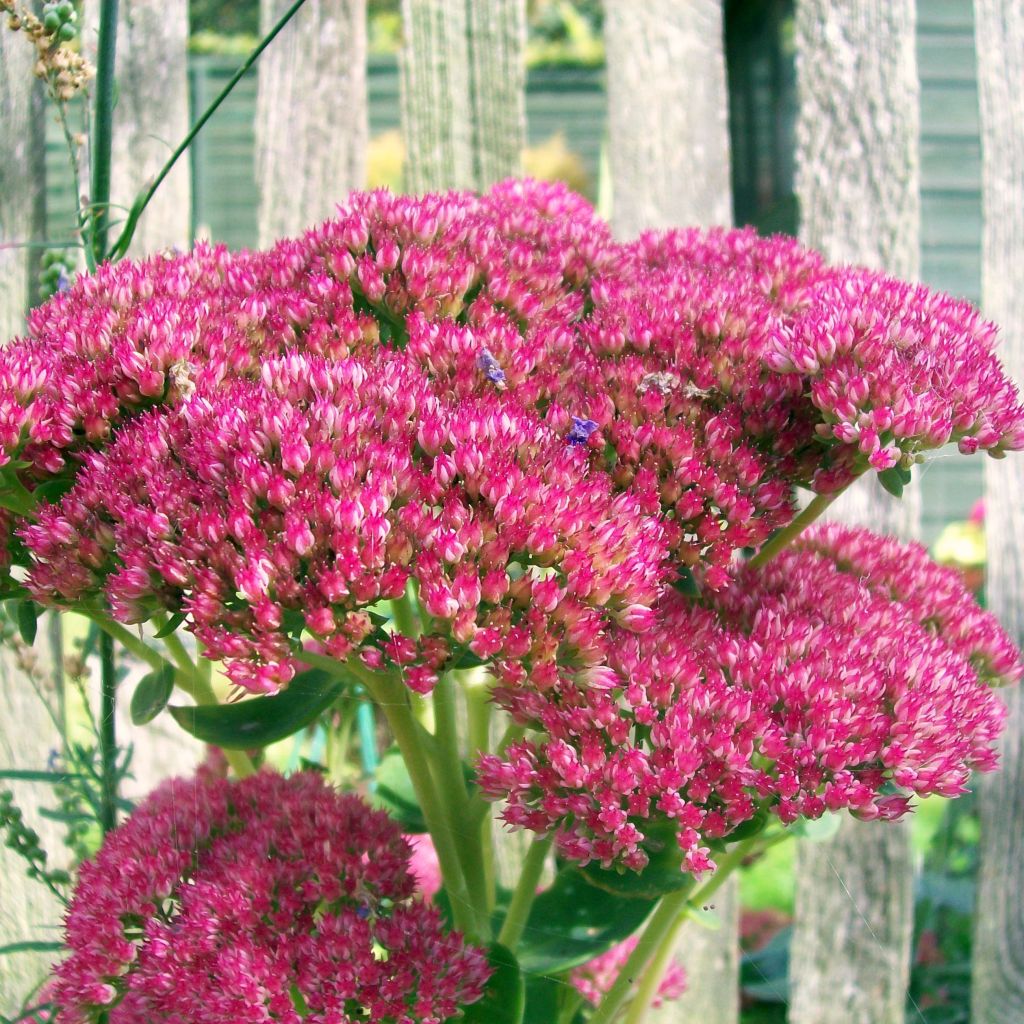 Fetthenne Herbstfreude - Sedum