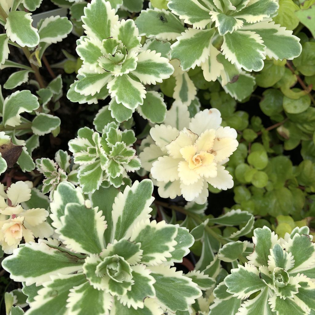 Sedum takesimense Atlantis - Orpin panaché