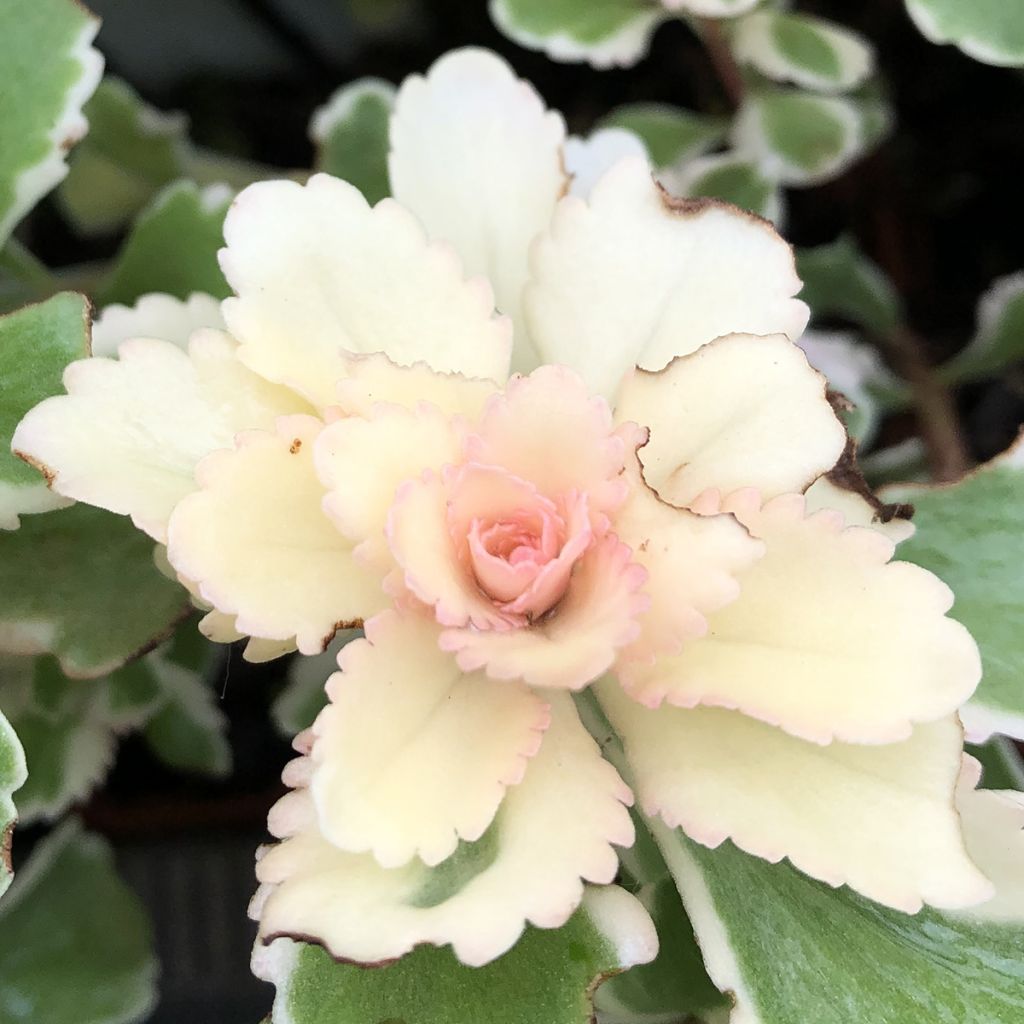 Sedum takesimense Atlantis - Orpin panaché