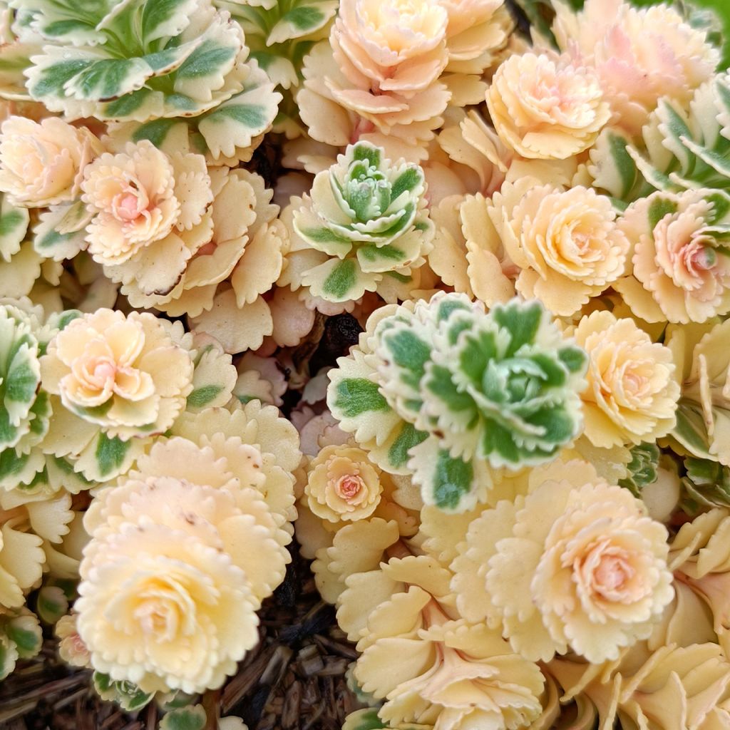 Sedum takesimense Atlantis - Orpin panaché