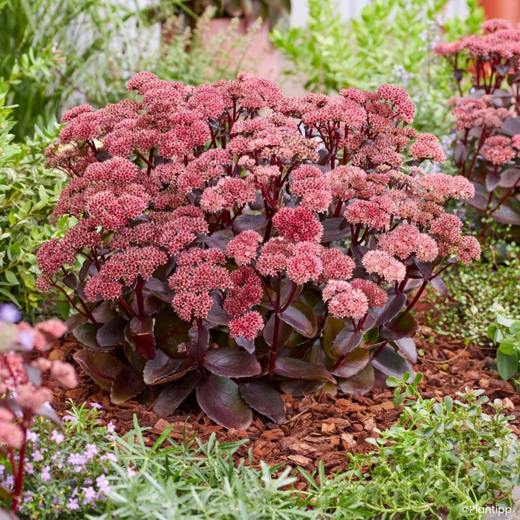 Fetthenne Black Knight - Sedum