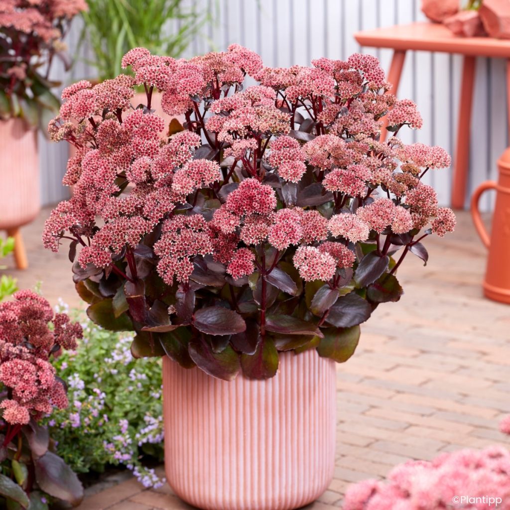 Fetthenne Black Knight - Sedum