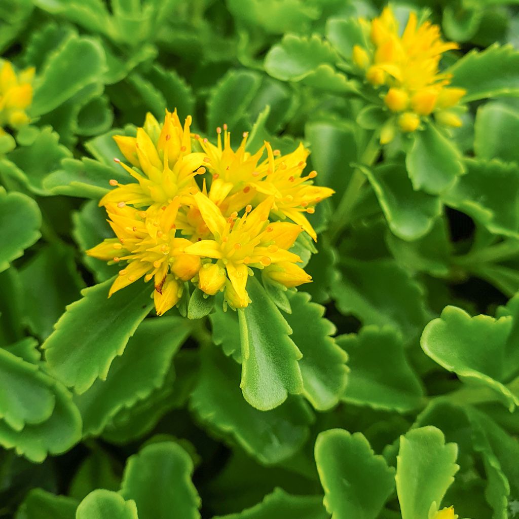 Fetthenne - Sedum kamtchaticum