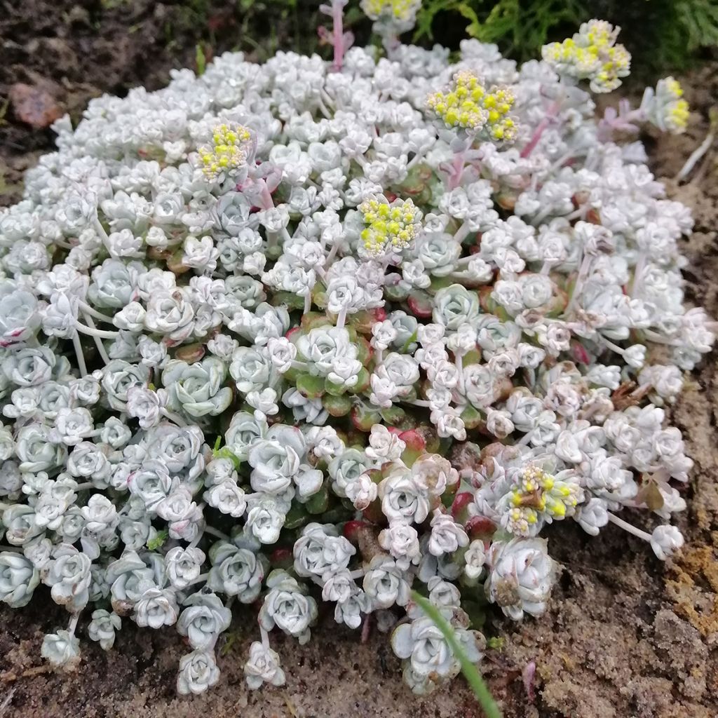 Fetthenne Cape Blanco - Sedum spathulifolium