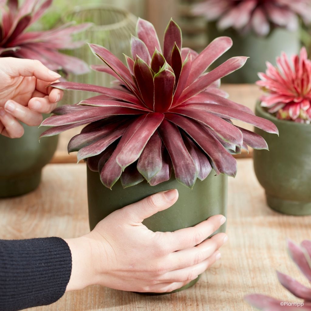 Hauswurz Chick Charms Giant Emerald Explosion - Sempervivum 