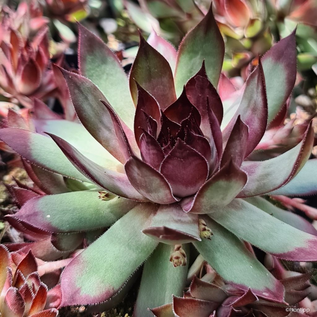Sempervivum Chick Charms Grape Galaxy - Joubarbe