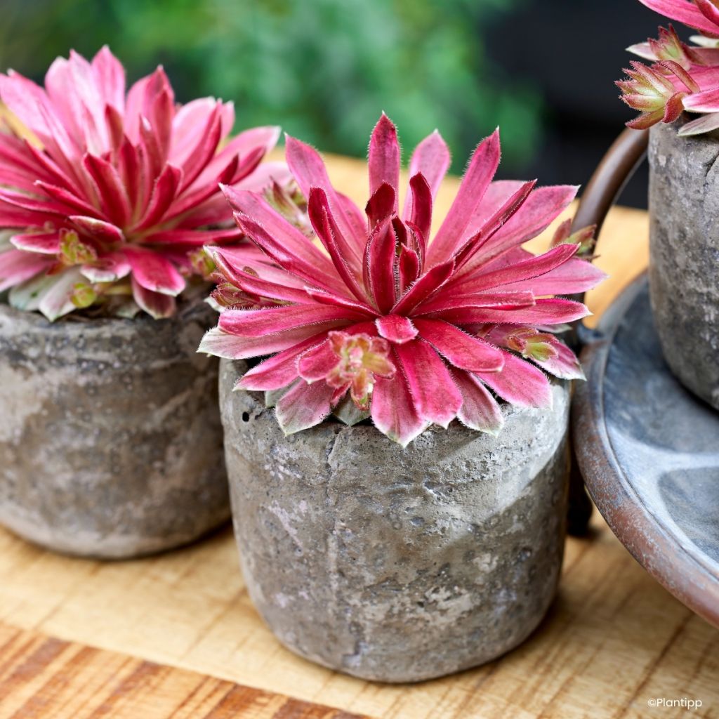 Hauswurz Chick Charms Lotus Blossom - Sempervivum 