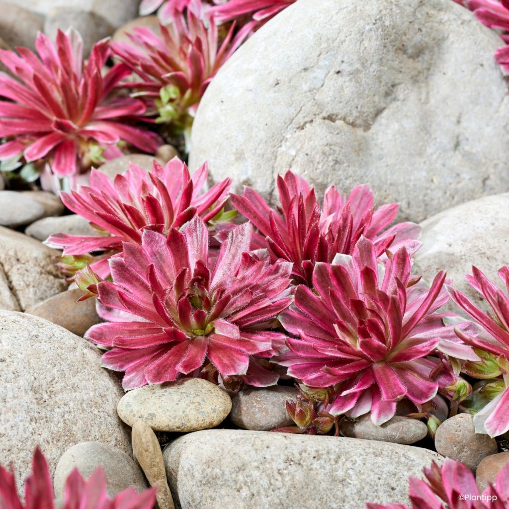 Hauswurz Chick Charms Lotus Blossom - Sempervivum 