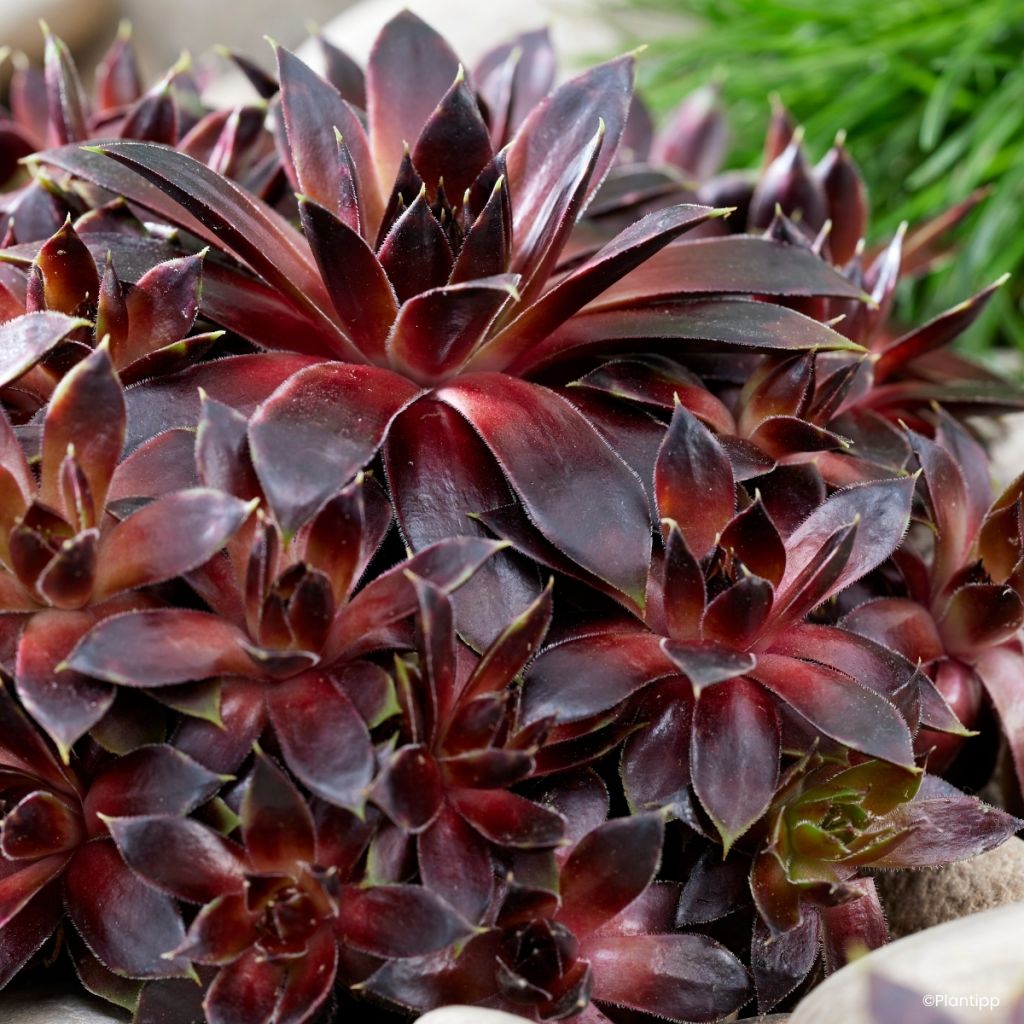 Hauswurz Colorockz Coconut Crystal - Sempervivum 