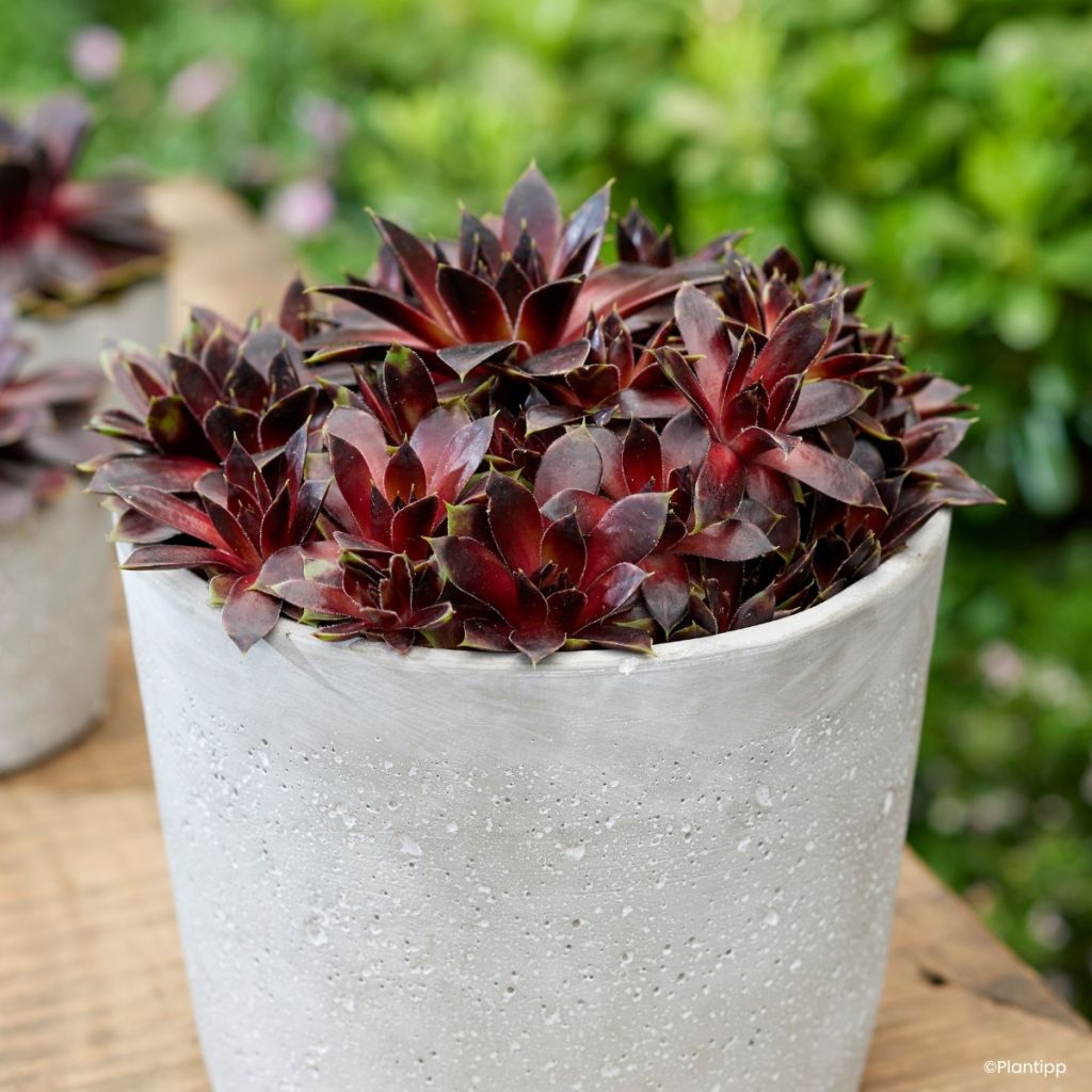 Hauswurz Colorockz Coconut Crystal - Sempervivum 