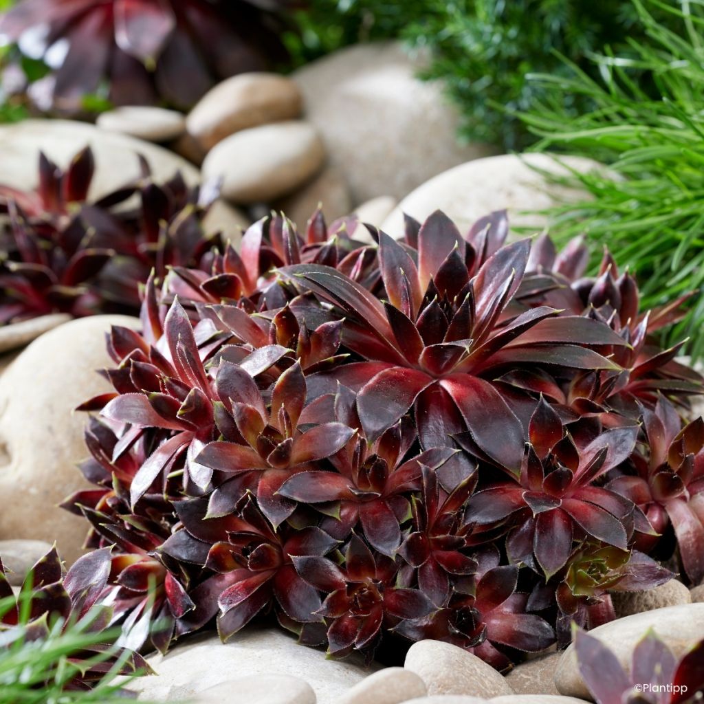 Hauswurz Colorockz Coconut Crystal - Sempervivum 