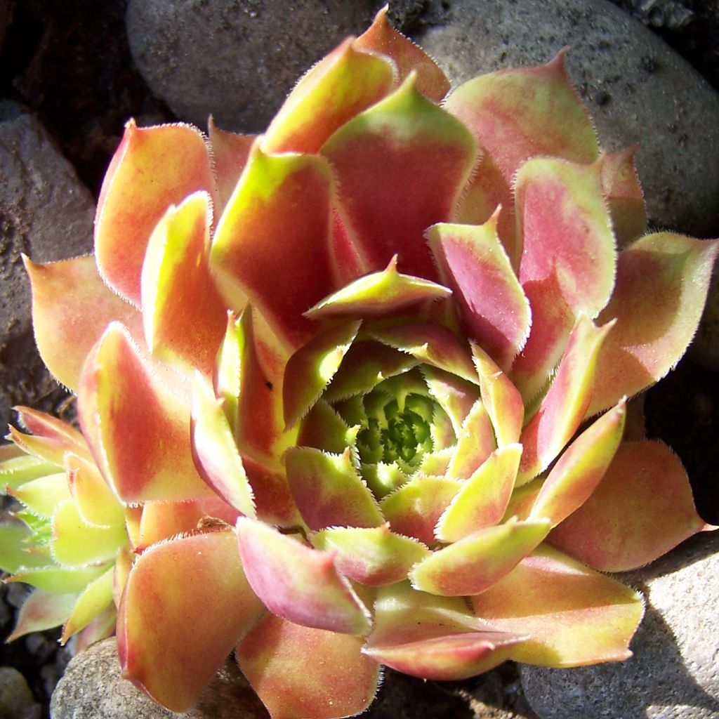 Hauswurz Commander Hay - Sempervivum