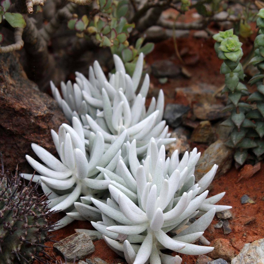 Senecio haworthii - Kreuzkraut