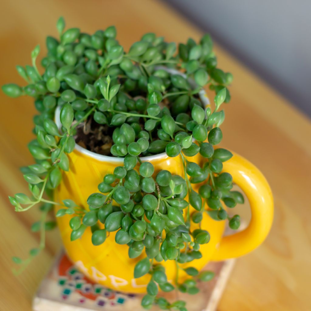 Erbsenpflanze - Senecio herreianus