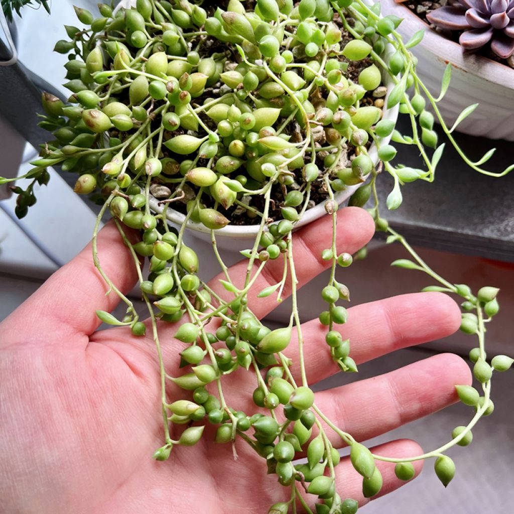 Erbsenpflanze - Senecio herreianus