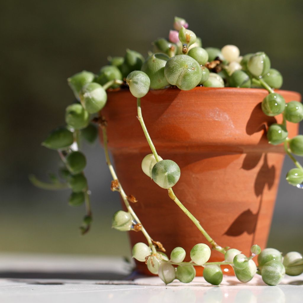 Erbsenpflanze - Senecio rowleyanus variegata