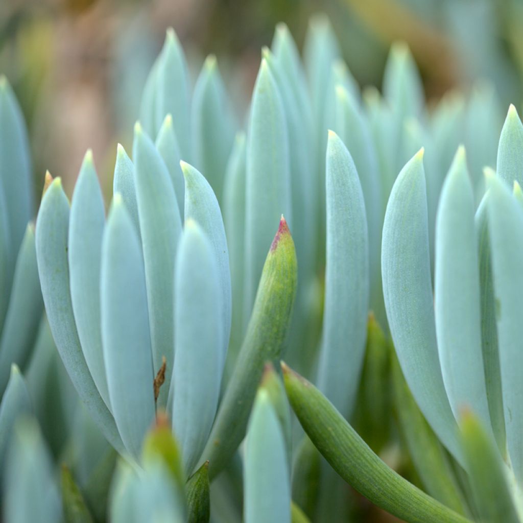 Senecio serpens Dwarf Blue - Kreuzkraut