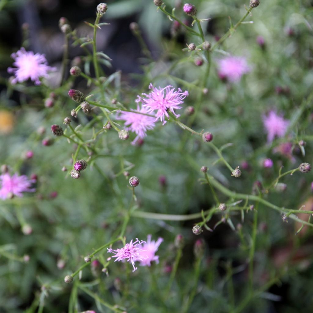 Serratula tinctoria ssp seoanei - Färber-Scharte