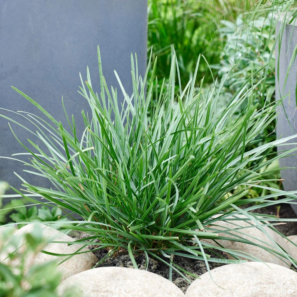 Sesleria heufleriana Blue Porcupine - Grüne Kopfgras