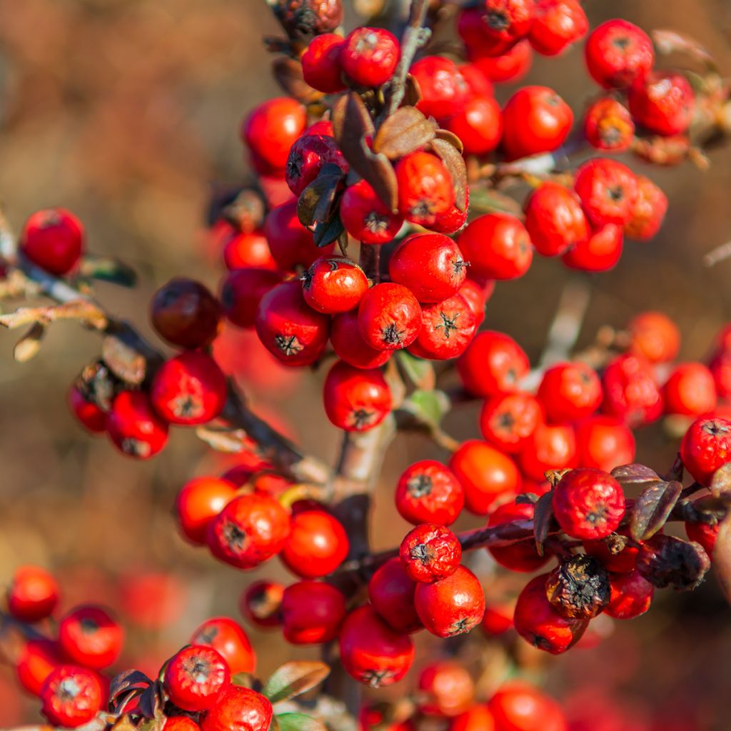 Büffelbeere - Shepherdia argentea