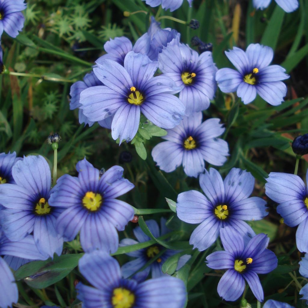 Sisyrinchium bellum