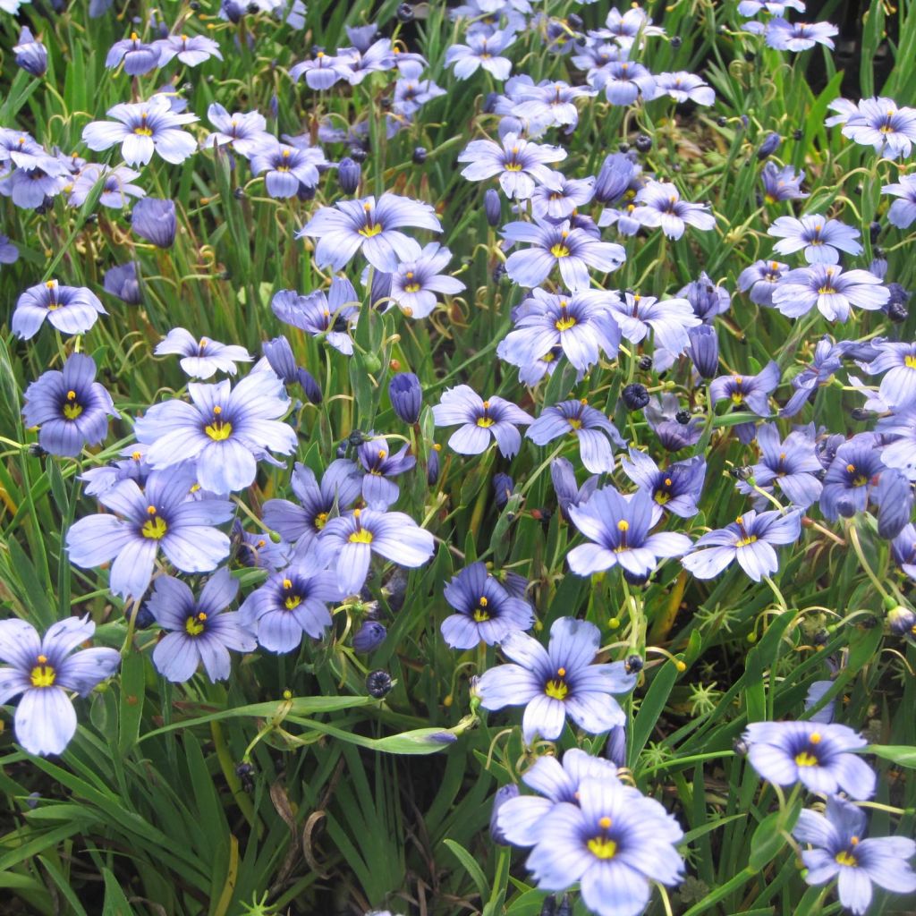Sisyrinchium bellum