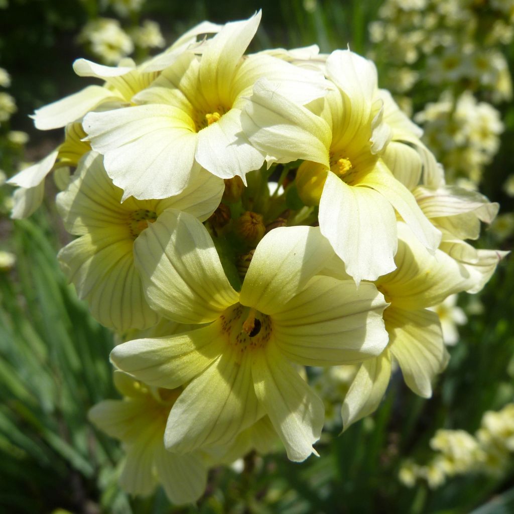 Sisyrinchium striatum Aunt May - Bermudienne panachée