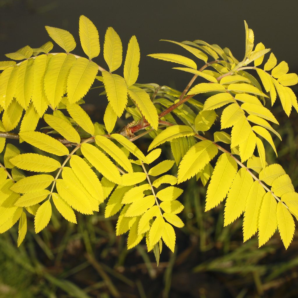 Vogelbeere Dirkenii - Sorbus aucuparia
