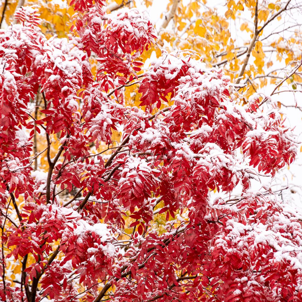 Vogelbeere - Sorbus wilfordii