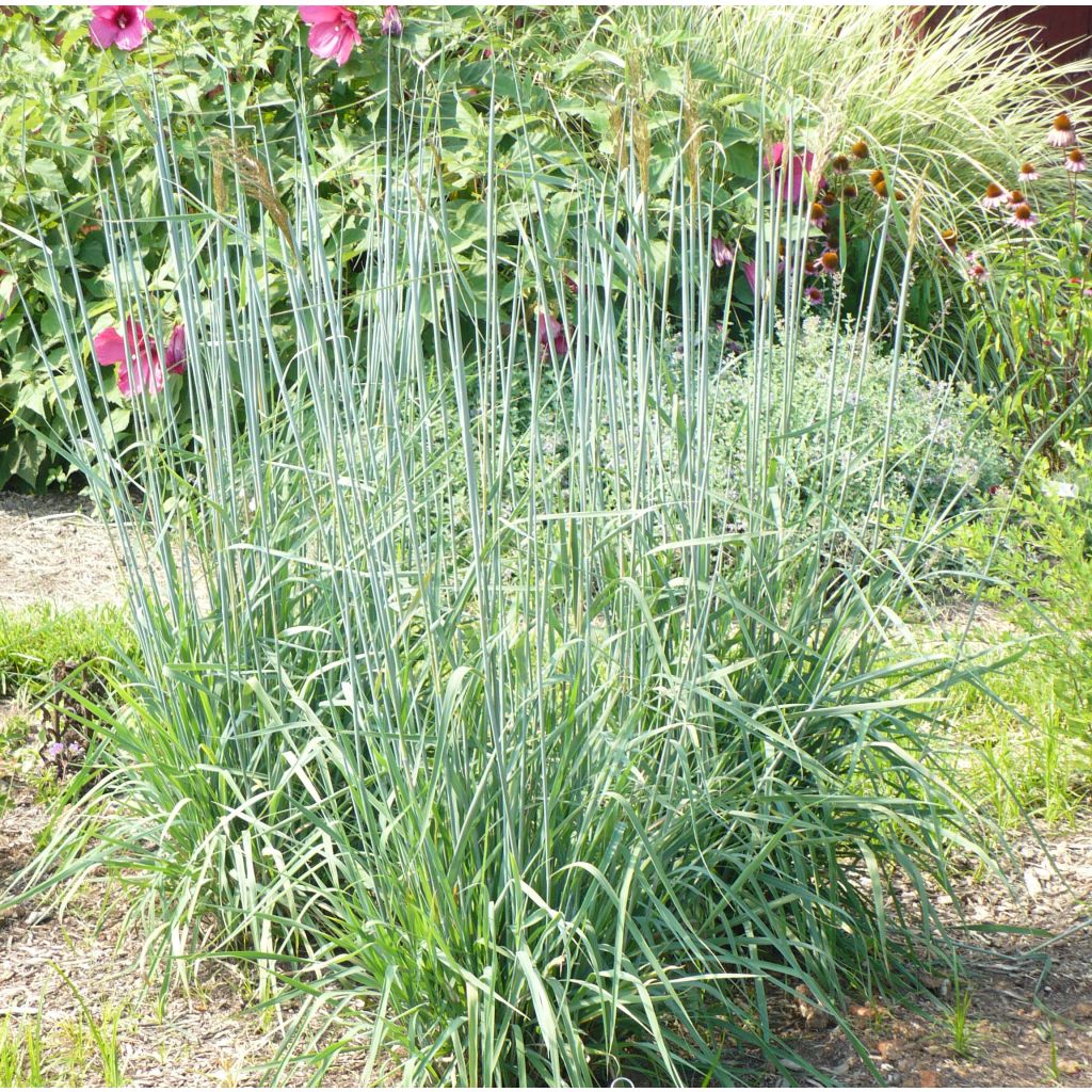 Sorghastrum nutans Sioux Blue - Indianergras