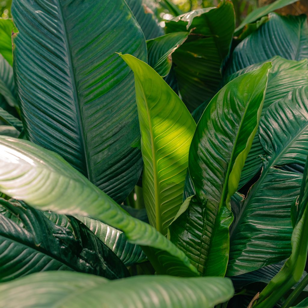 Einblatt - Spathiphyllum Sensation