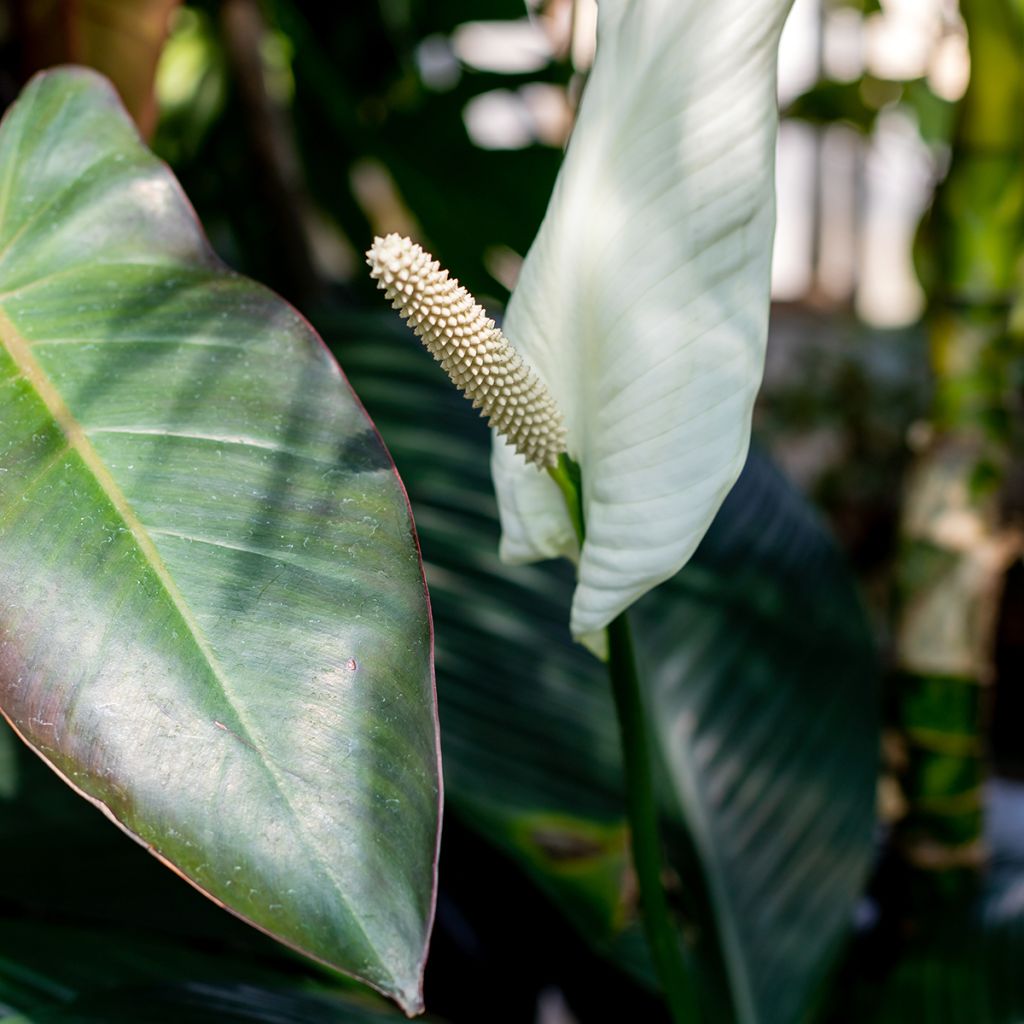 Einblatt - Spathiphyllum Sensation