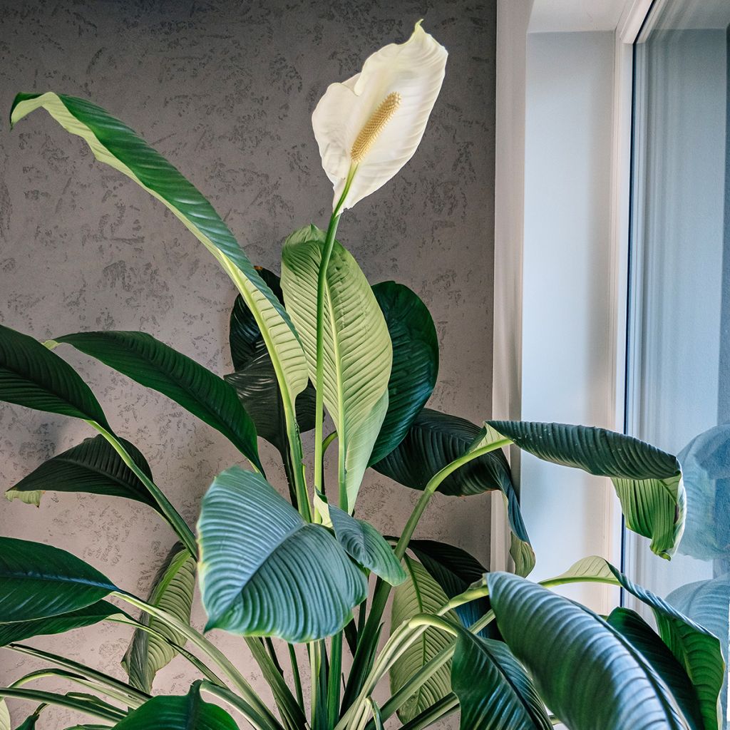 Einblatt - Spathiphyllum Sensation