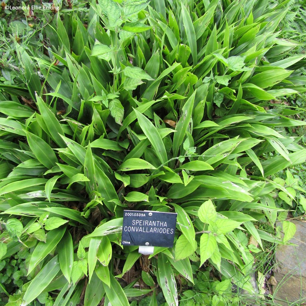 Speirantha convallarioides - Maiglöckchen-Speirantha