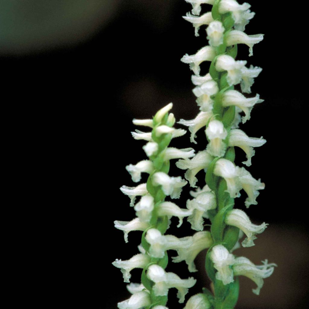 Spiranthes cernua var odorata Chadd's Ford - Drehwurz