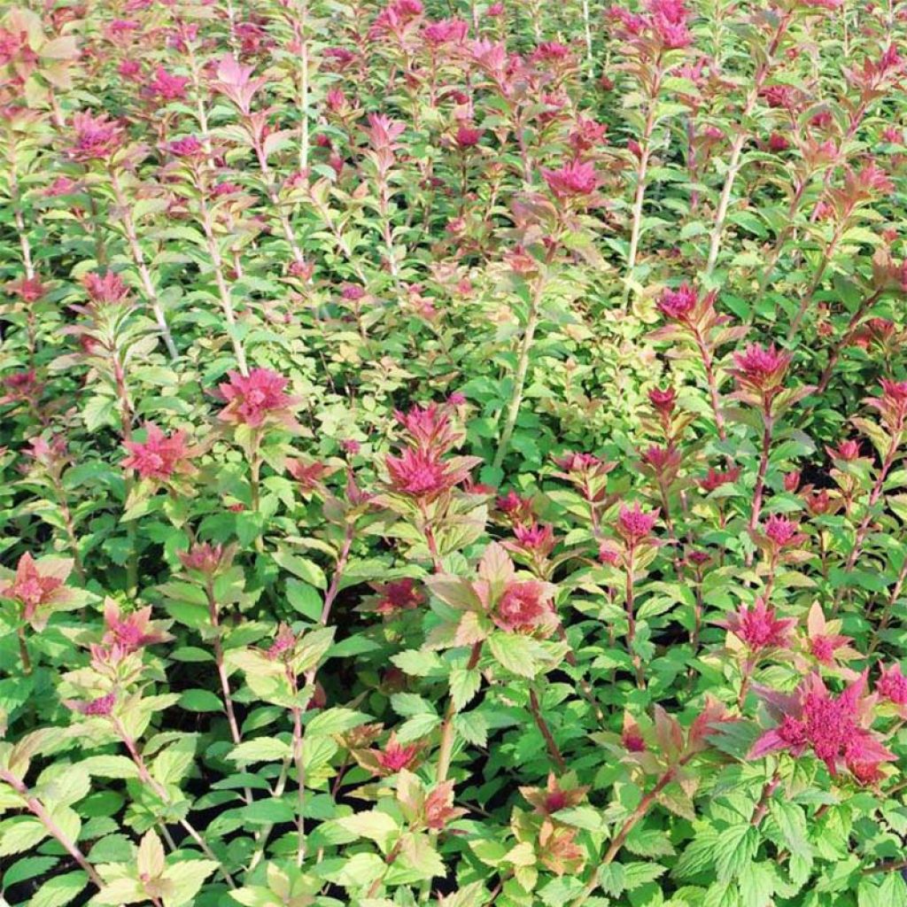Spirée japonaise Sparkling Champagne - Spiraea japonica