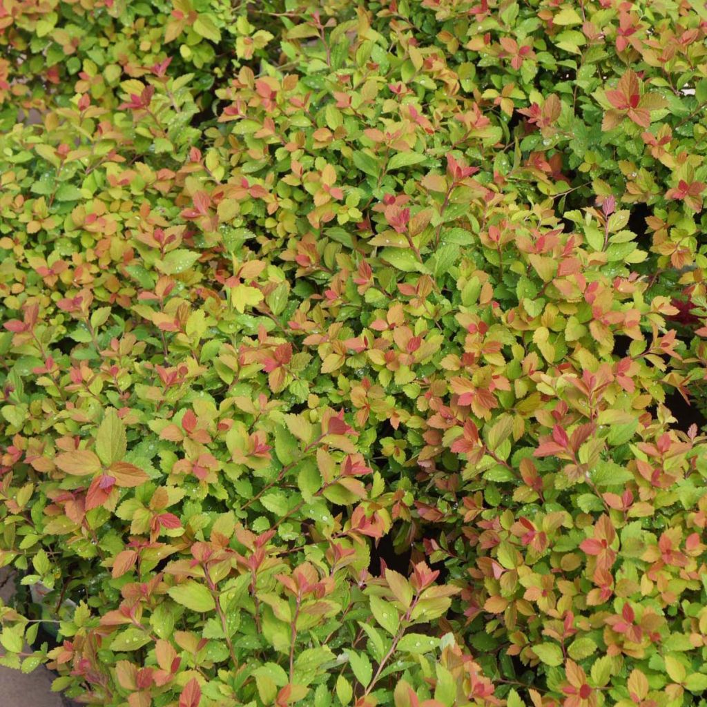Spirée japonaise Sparkling Champagne - Spiraea japonica