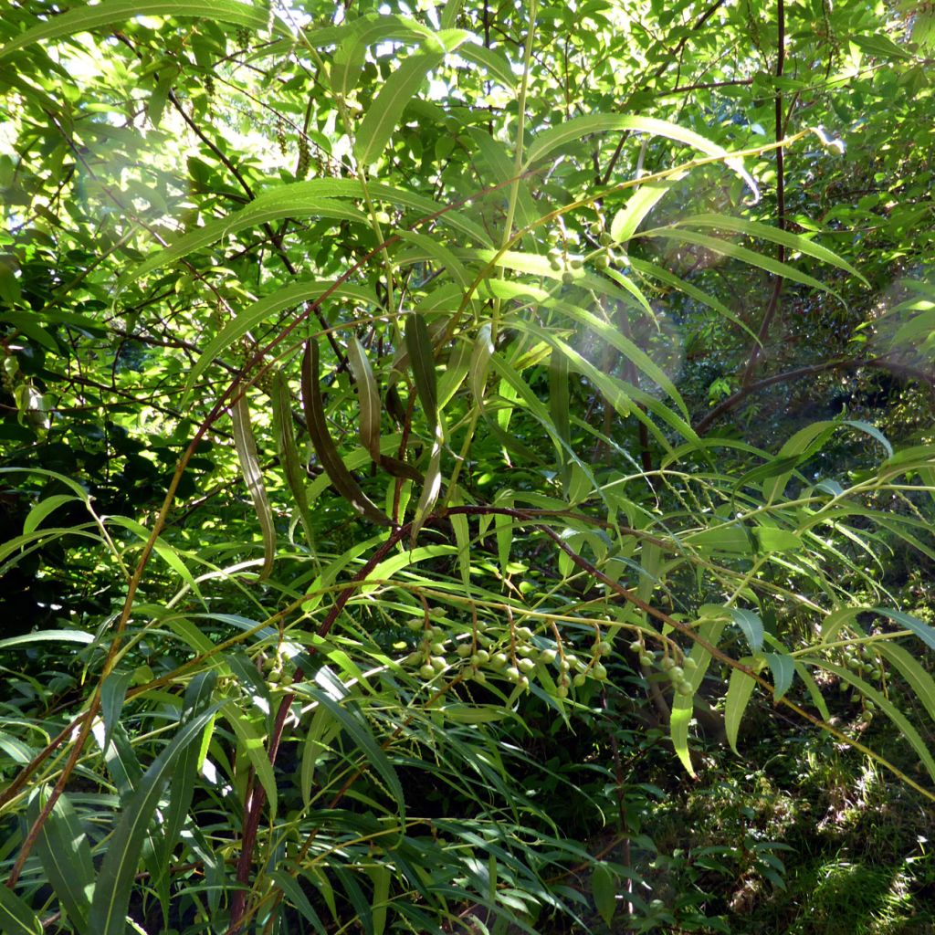 Stachyurus salicifolius - Perlschweife
