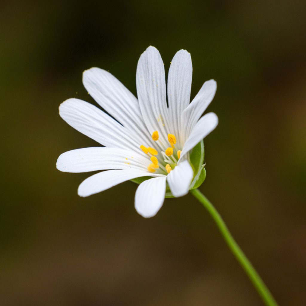 Stellaria holostea - Große Sternmiere