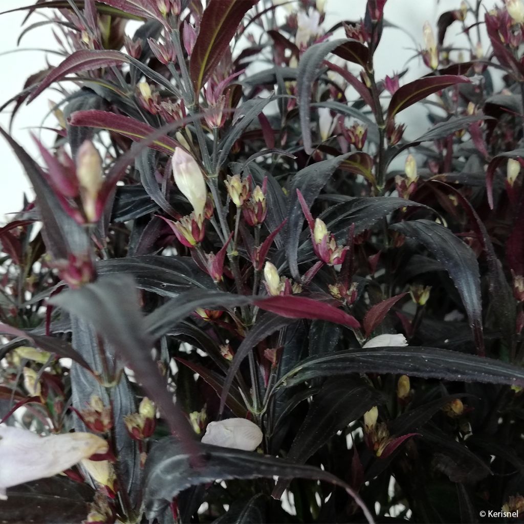 Strobilanthes anisophylla Brunetthy - Zapfenblume