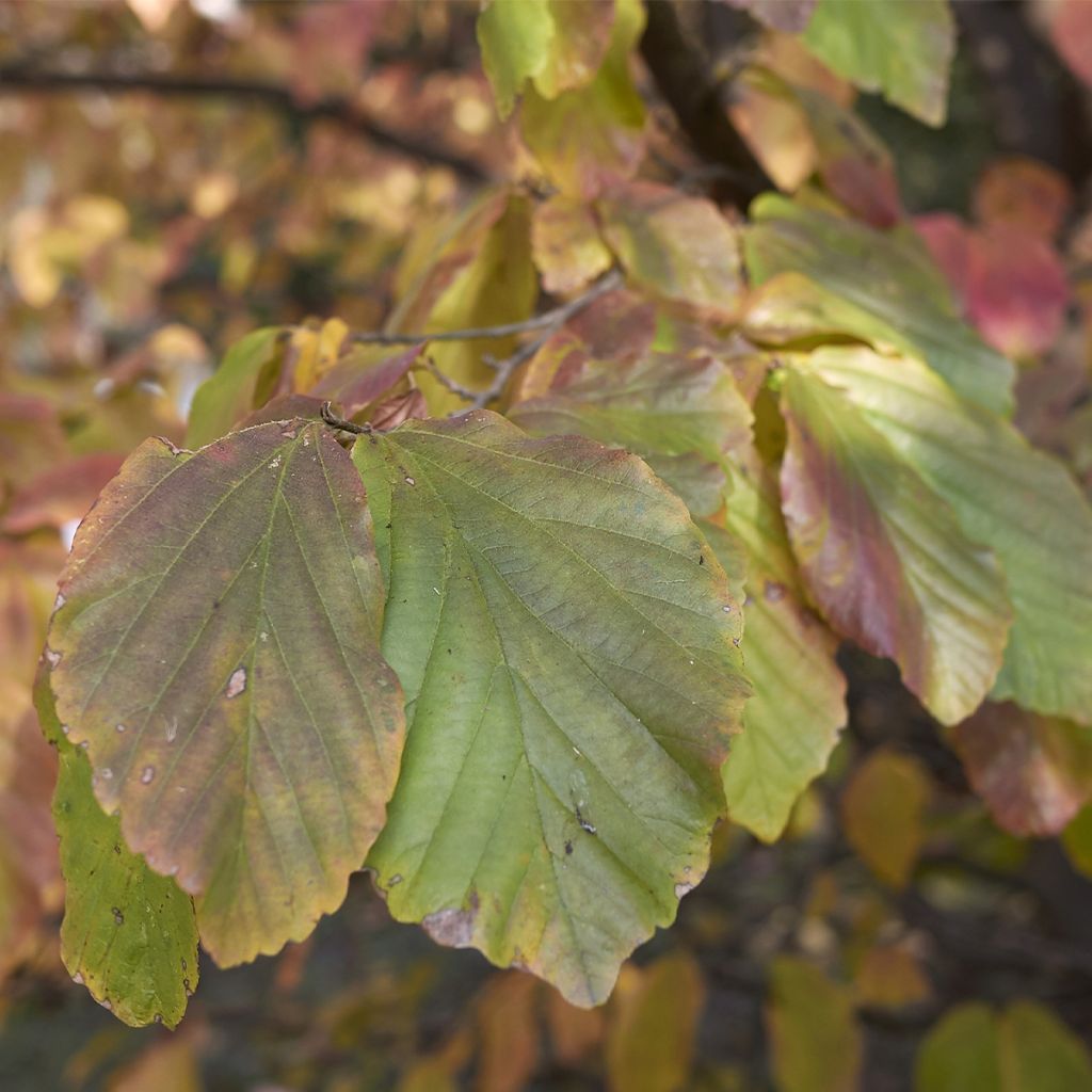 Sycoparrotia semidecidua Purple Haze