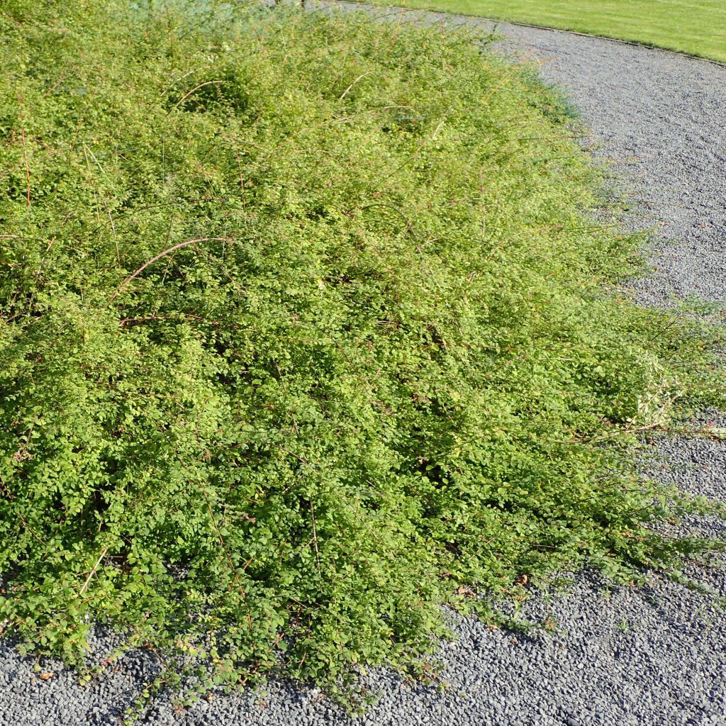 Schneebeere Hancock - Symphoricarpos chenaultii