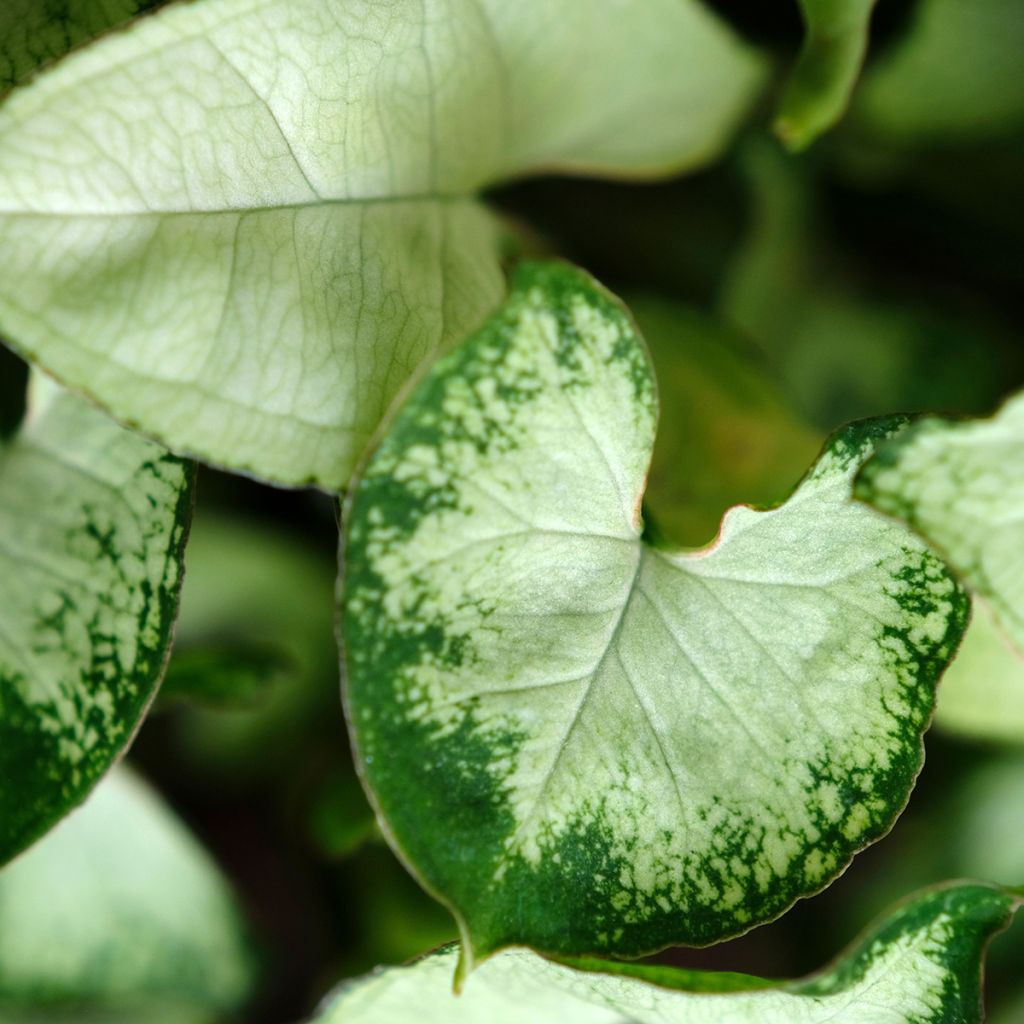 Purpurtute - Syngonium podophyllum Pixie