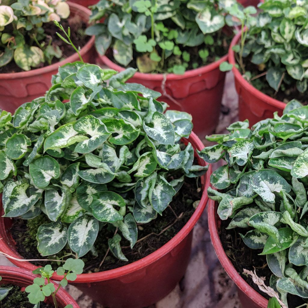 Purpurtute - Syngonium podophyllum Pixie