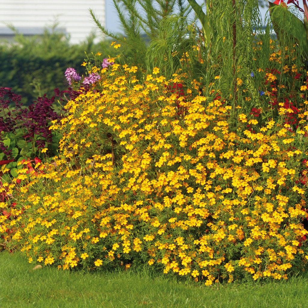 Studentenblume Gold Medal