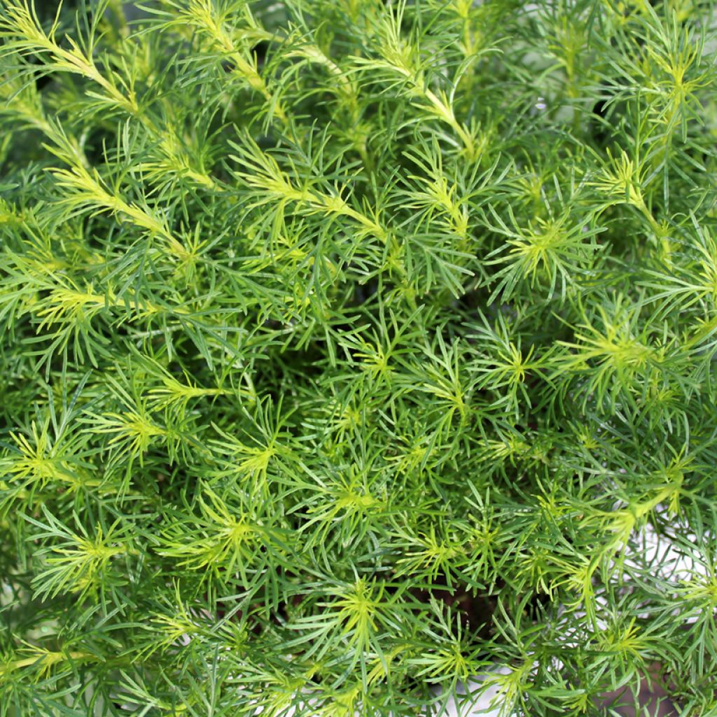 Studentenblume - Tagetes filifolia